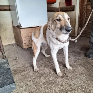 Rüde Gonzo sucht seine Menschen