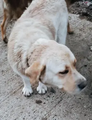 Manfred sehnt sich nach Geborgenheit  Bild 2