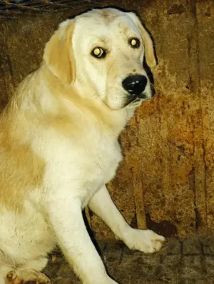 Manfred sehnt sich nach Geborgenheit  Bild 3