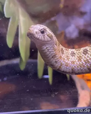 Heterodon nasicus   Hakennasennatter