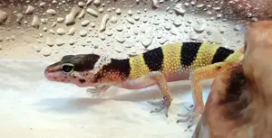 Leopardgecko 