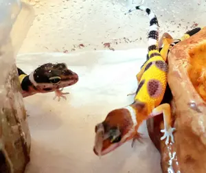 Leopardgecko