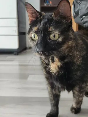 Zizu und Masha suchen dringend neues Zuhause mit Freigang