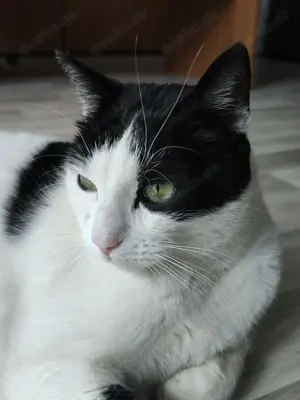 Zizu sucht sein Für-immer-Zuhause Bild 2