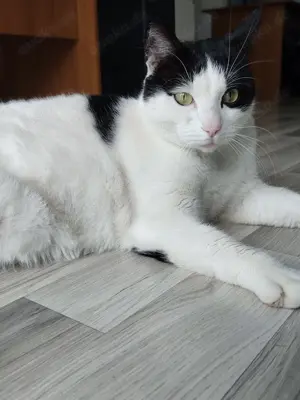 Zizu sucht sein Für-immer-Zuhause