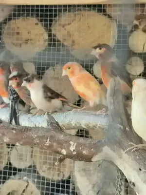 Harlekin- Mozaik- Farb kanarien 