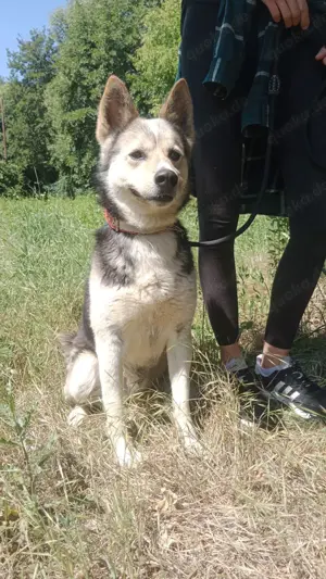 *BERTIE* Der Rüde genießt sein neues Leben. Er ist freundlich und sozial, und er ist sehr klug