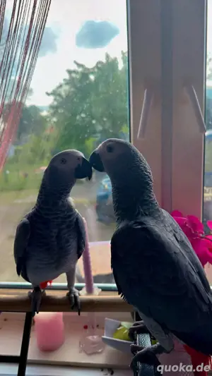 graupapageien pärchen