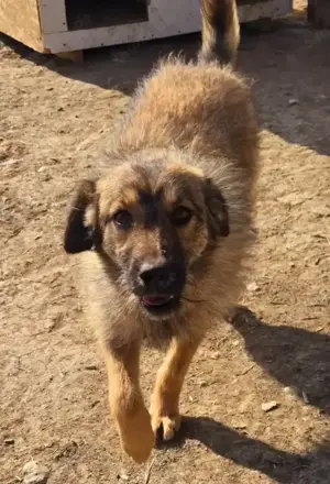 Candy - Flausch auf Pfoten