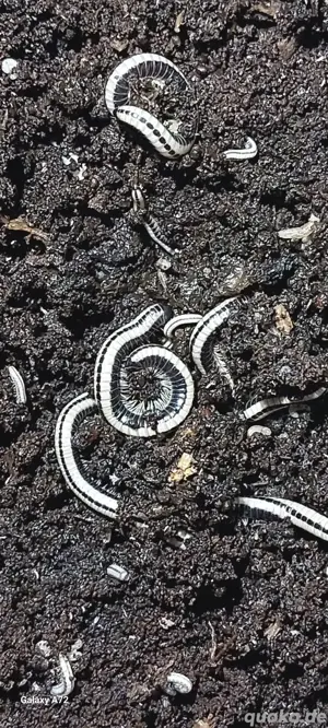 tausendfüßer millipede myriapoda  Bild 3