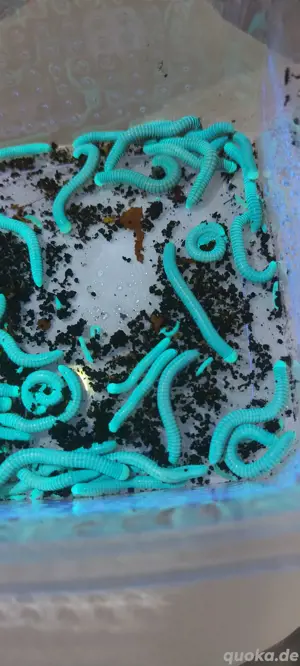 tausendfüßer millipede myriapoda  Bild 2