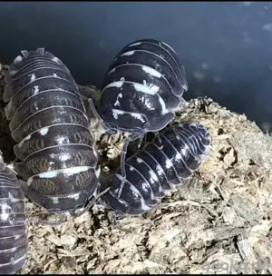 asseln isopod Merulanella cubaris  Bild 2