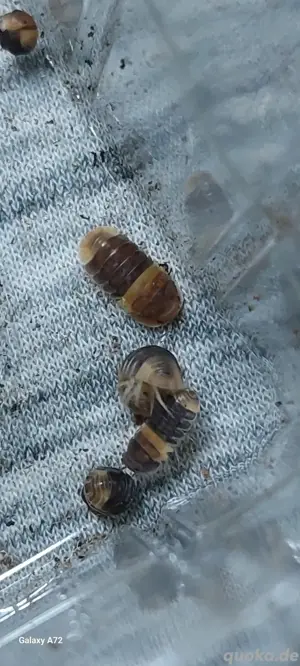 asseln isopod Merulanella cubaris  Bild 5