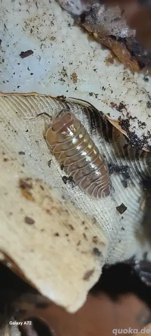 asseln isopod Merulanella cubaris  Bild 4