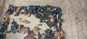 asseln isopod Merulanella cubaris  Bild 3