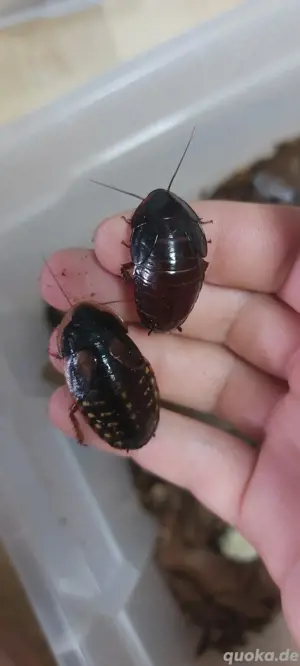 schaben cockroaches Kakerlaken  Bild 4