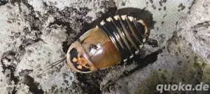schaben cockroaches Kakerlaken  Bild 2