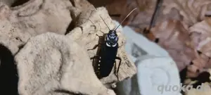 schaben cockroaches Kakerlaken  Bild 3