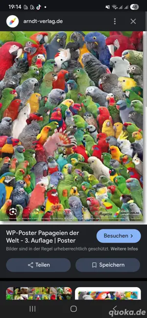 Nehme Papageien und sittiche auf 