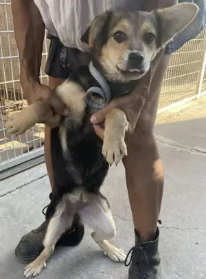 Stephanie, ab 1.2. auf PS in 47829 Krefeld, ist eine junge Hündin