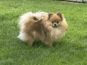 Zwergspitz Pomeranian Hündin mit VDH FCI Ahnentafel
