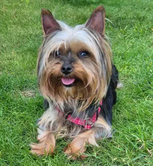 Nolly - 6 Jahre - Yorkshire Terrier - Tierhilfe Franken e.V.
