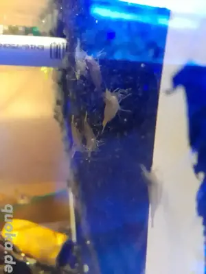 300 Sulawesi Inlandsgarnelen 