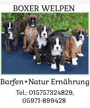 Boxer-Welpen: barfen + Natur Ernährung  Bild 2
