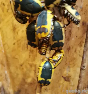 10x Rosenkäfer Pachnoda Sinuata Käfer Insekten  Bild 3