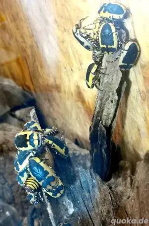 10x Rosenkäfer Pachnoda Sinuata Käfer Insekten  Bild 4