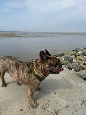 Französische Bulldogge Deckrüde Bild 2