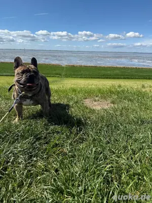 Französische Bulldogge Deckrüde Bild 6
