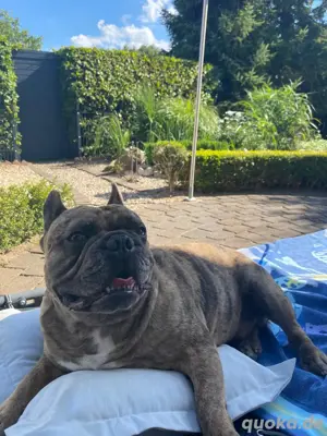 Französische Bulldogge Deckrüde Bild 5