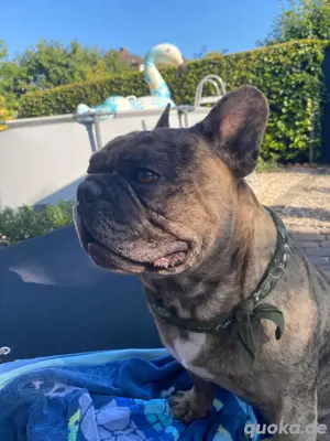 Französische Bulldogge Deckrüde