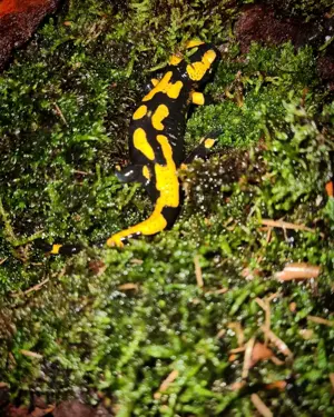 Feuersalamander (Salamandra salamandra)