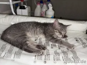 Britisch Kurzhaar Junge sucht neues Zuhause!