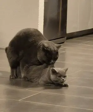 Deckkater BKH sucht Partnerin Bild 2