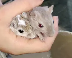 Rennmäuse in verschiedenen Farben, alle zahm