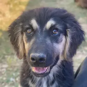 Quana, geb. ca. 02 2025, lebt in GRIECHENLAND, auf einer privaten Pflegestelle