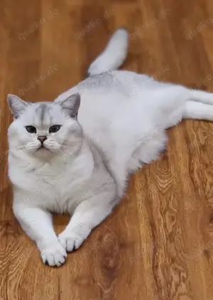 Deckkater Stammbaum blauen Augen BKH Farbe seal-silver-shaded-point ns 11-33 Bild 5