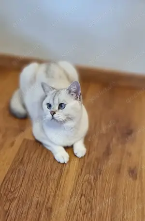 Deckkater Stammbaum blauen Augen BKH Farbe seal-silver-shaded-point ns 11-33 Bild 6