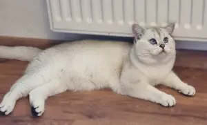 Deckkater Stammbaum blauen Augen BKH Farbe seal-silver-shaded-point ns 11-33 Bild 4