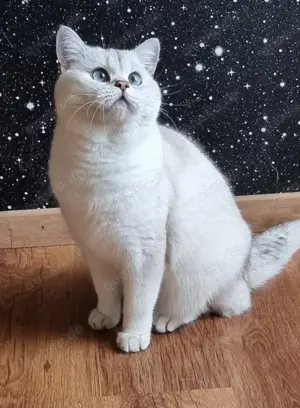 Deckkater Stammbaum blauen Augen BKH Farbe seal-silver-shaded-point ns 11-33 Bild 7