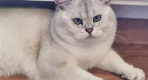 Deckkater Stammbaum blauen Augen BKH Farbe seal-silver-shaded-point ns 11-33 Bild 2