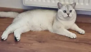 Deckkater Stammbaum blauen Augen BKH Farbe seal-silver-shaded-point ns 11-33 Bild 3