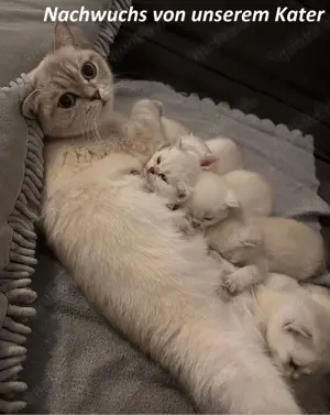 Deckkater Stammbaum blauen Augen BKH Farbe seal-silver-shaded-point ns 11-33 Bild 8