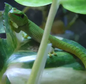 Ph. grandis unser Nachwuchs der Großen Taggeckos ab 6 cm Bild 3