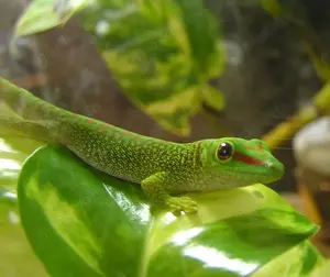 Ph. grandis unser Nachwuchs der Großen Taggeckos ab 6 cm Bild 4
