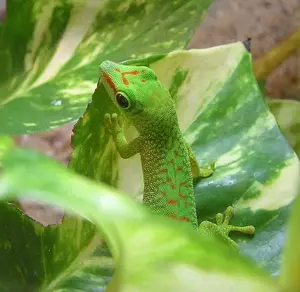 Ph. grandis unser Nachwuchs der Großen Taggeckos ab 6 cm