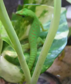 Ph. grandis unser Nachwuchs der Großen Taggeckos ab 6 cm Bild 2